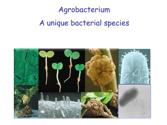 Infection process of agrobacterium | PPT