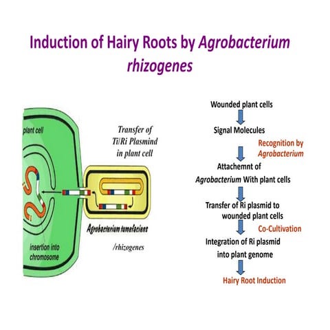 agrobacterium.pptx