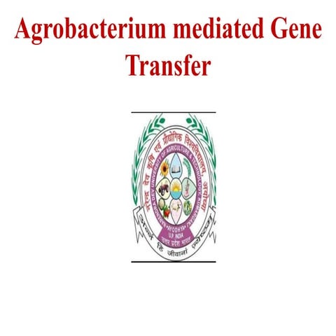 Agrobacterium -MGT.pptx