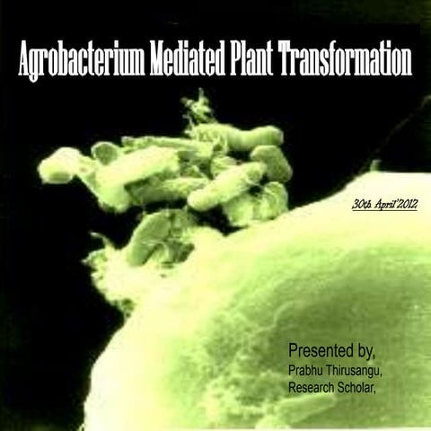 Agrobacterium mediated gene transfer