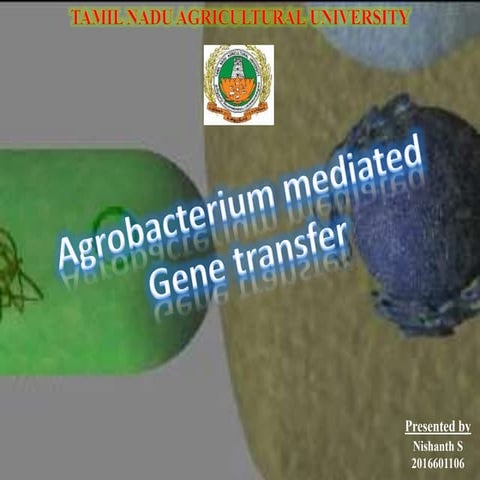 Agrobacterium mediated gene transfer