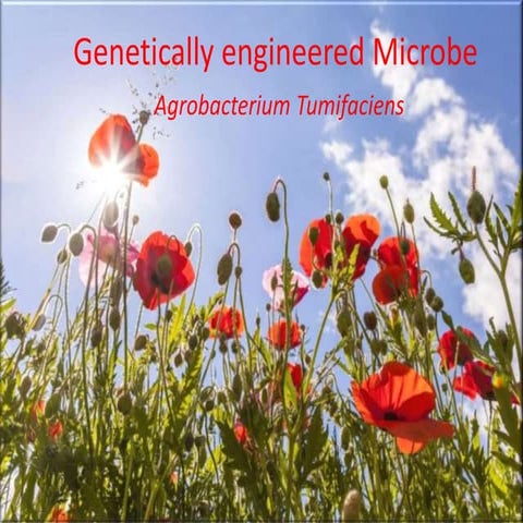 Agrobacterium presentation | PPTX
