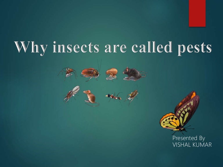 Why insects are called pests