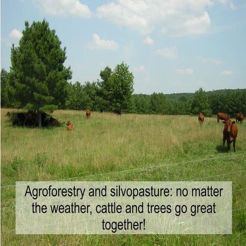 Agroforestry at the Kerr Center