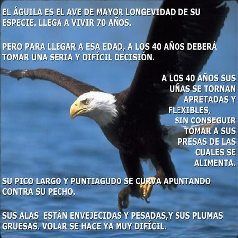 Aguila