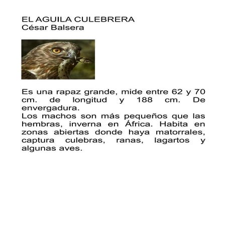 Aguila culebrera cesar