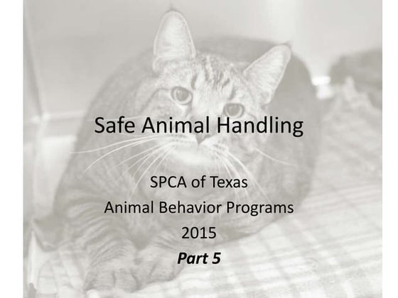Animal Handling and Restraint | PPTX