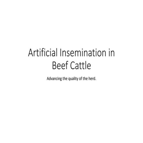 AI in beef cattle