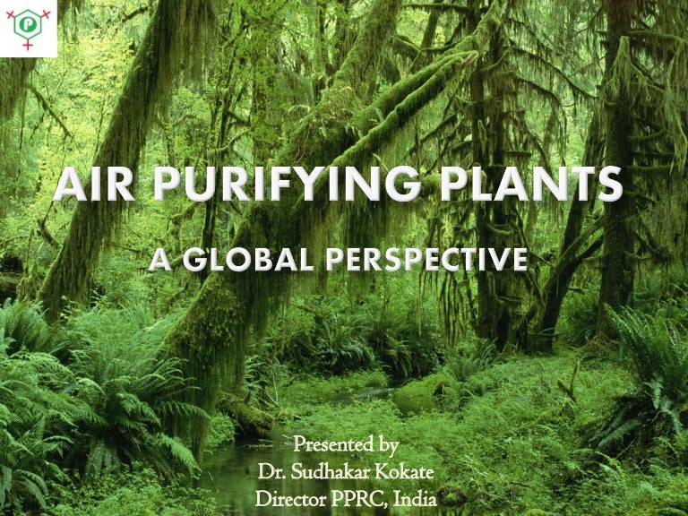 Air purifying plants