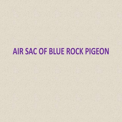 Air sacs of bird(blue rock pigeon)