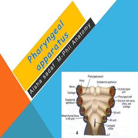 phayrangeal apparatus By Dr.Aisha Sadaf IBMS -KMU-peshawar