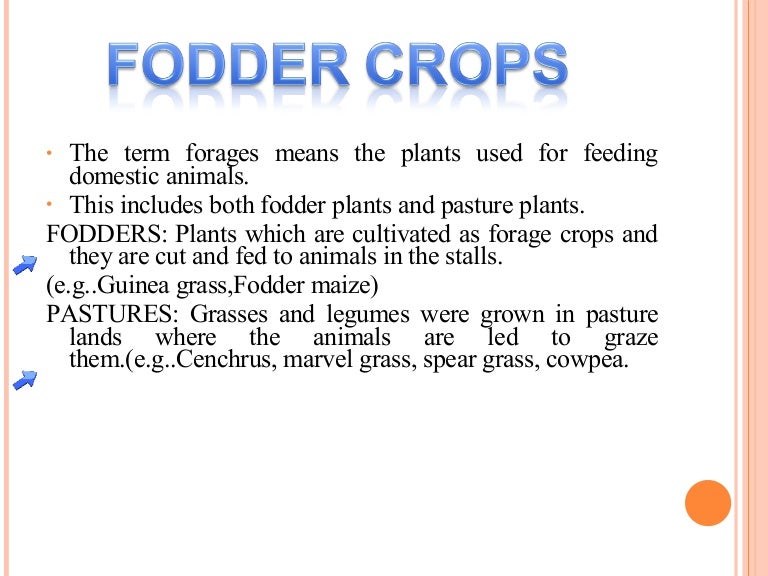 Fodder Crops