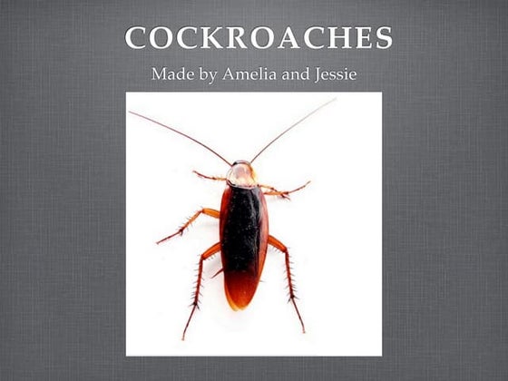 Amelia & Jessies Cockroaches