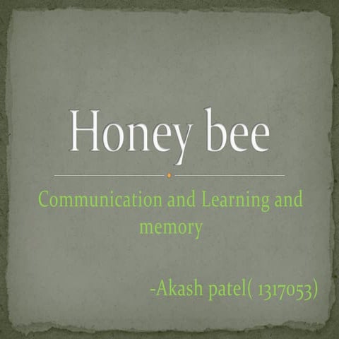 Akash patel presentation on honey bee   1317053