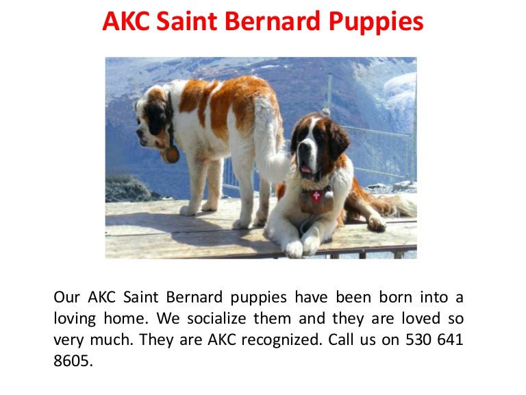 craigslist saint bernard puppies for sale