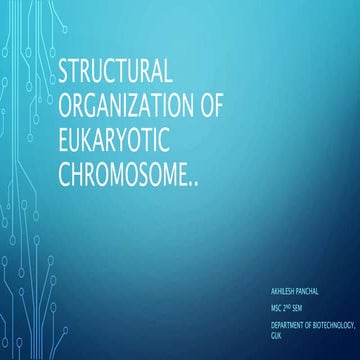 Eukaryotic chromosome organization