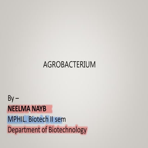 agrobacterium