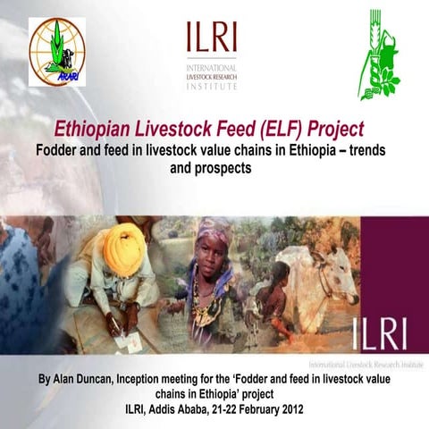 Ethiopian livestock feed (ELF) project: Fodder and feed in livestock value ch...