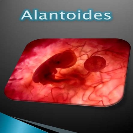 Alantoides | PPTX