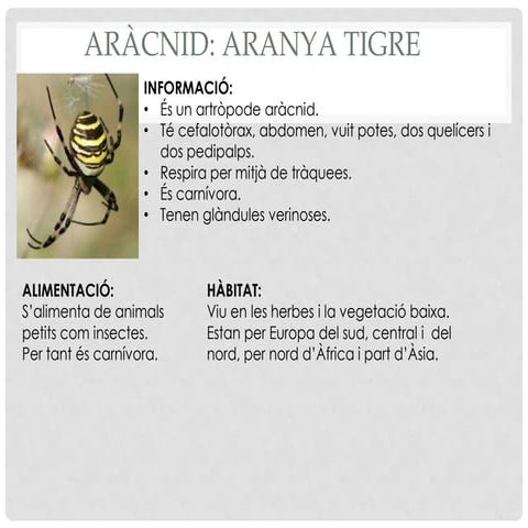 Al aràcnid aranya tigre PPT