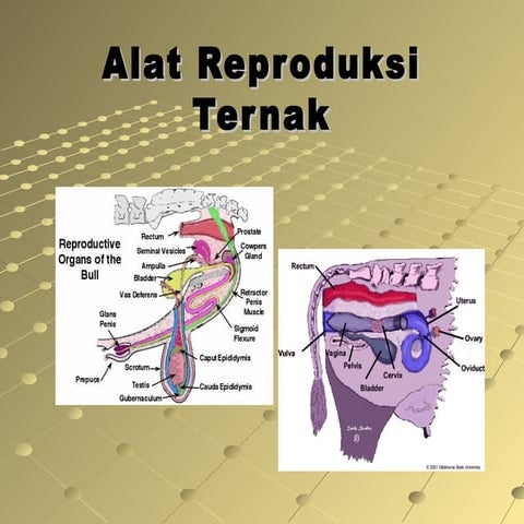 Alat reproduksi-ternak materi (peternakan)