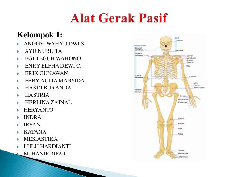 Alat Gerak Pasif