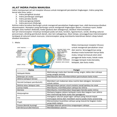 Alat indra pada manusiA