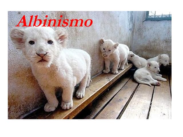 Albinismo