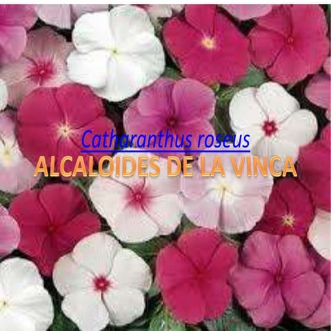 Alcaloides de la vinca. PPT