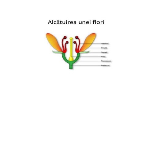 alcatuirea-florii-docx