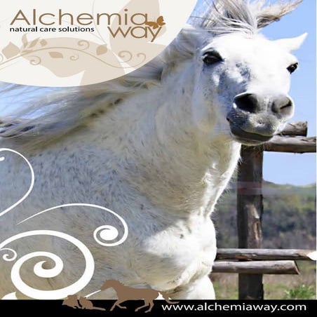 Alchemiaway   brochure ita new
