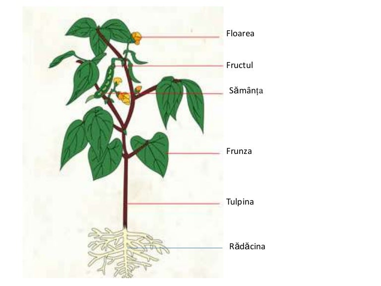 Alcătuirea unei flori ppt cd parts diagram 