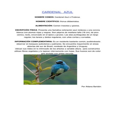 Aldan acardenal azul 2 (rtf) (rtf)