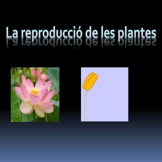 La reproducció de les plantes