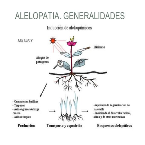 ALELOPATIA.. interferencia maleza y cultivo ppt | PPT