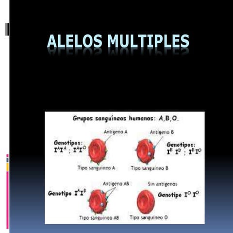 Alelos multiples