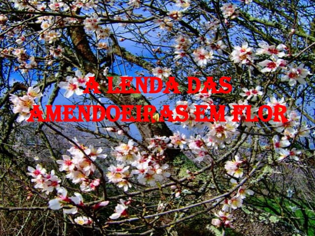 A lenda das amendoeiras em flor