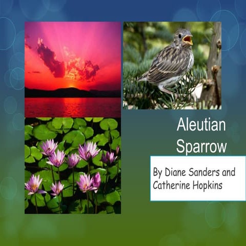 Aleutian Sparrow 