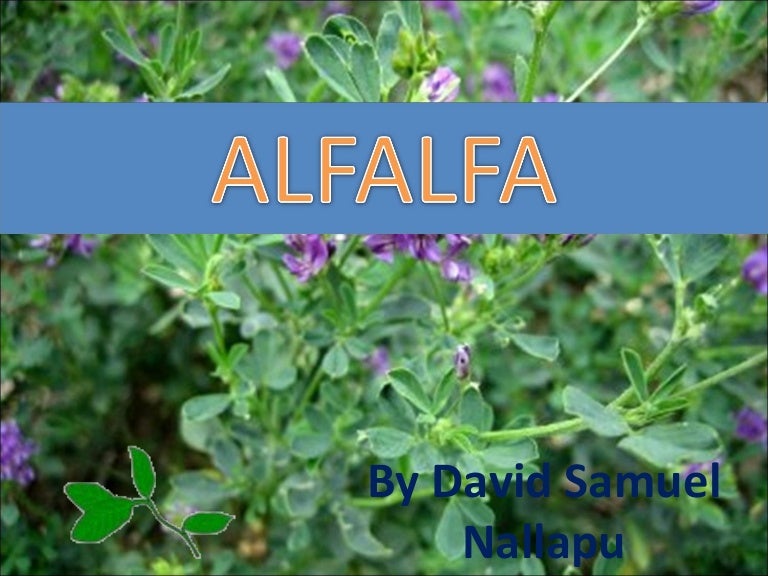 Alfalfa and it's uses