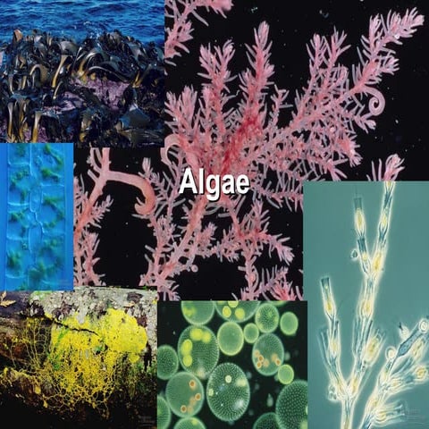RED ALGAE - Sky Lawa-an | PPTX