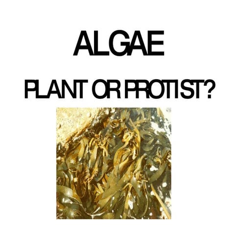 Algae notes