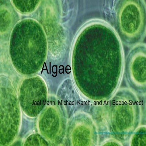 Challenges to Algae Use as a Biofuel