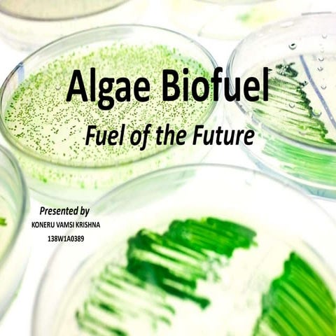 Algae fuel
