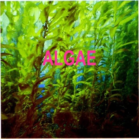Algae report