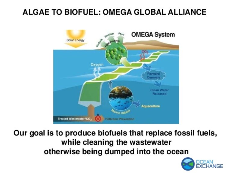 Algae to bio fuel