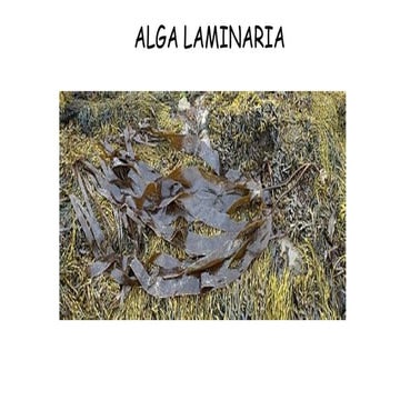 Alga Laminaria