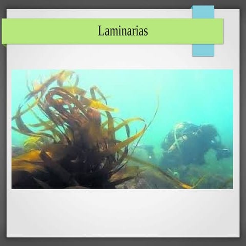 Laminaria