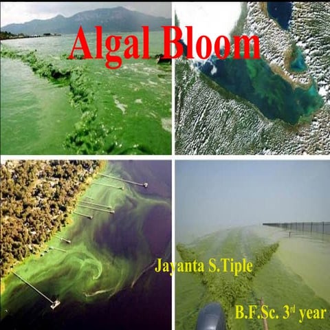 Algal bloom