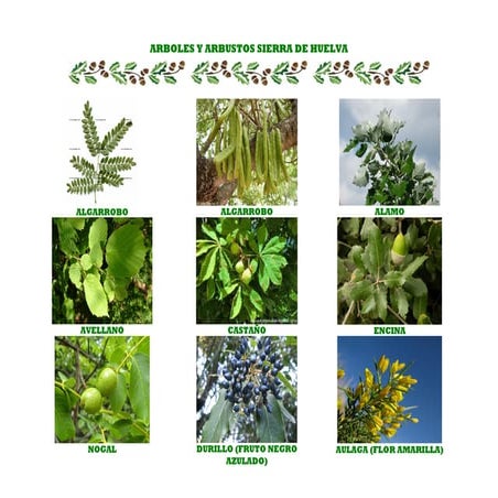 FICHA PLANTAS SIERRA DE HUELVA