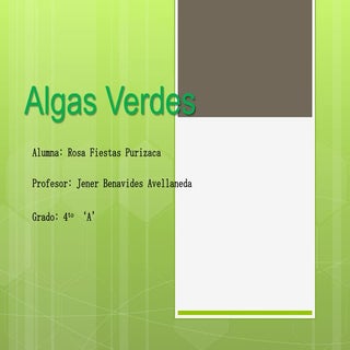 Algas verdes